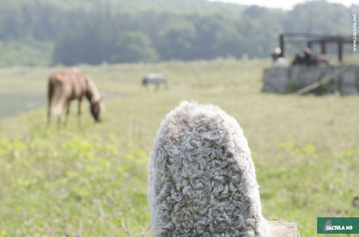 caciula и пасущиеся лошади на лугах молдовы
