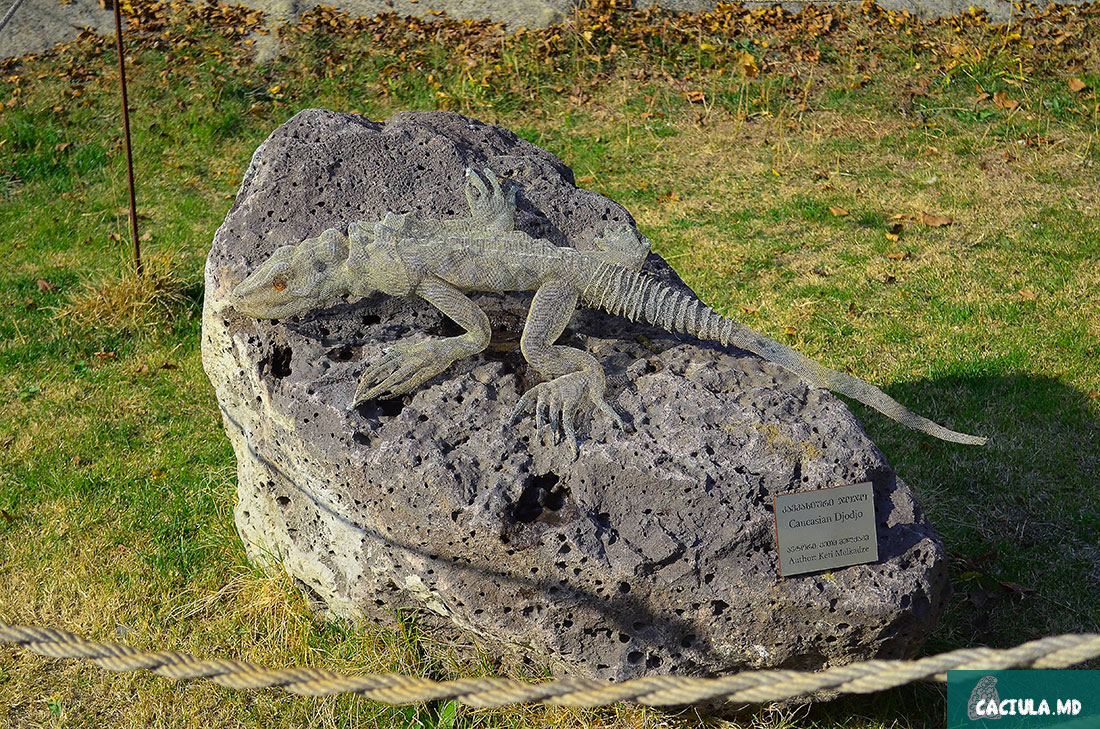 древняя кавказкая ящерица на территории заповедника Уплисцихе
