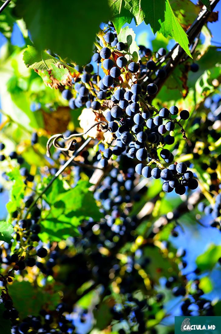 спеет виноград в селе Трибужень
